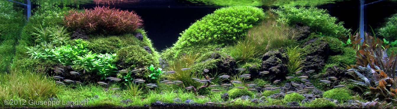 AGA 2012 Aquascaping Contest: #183