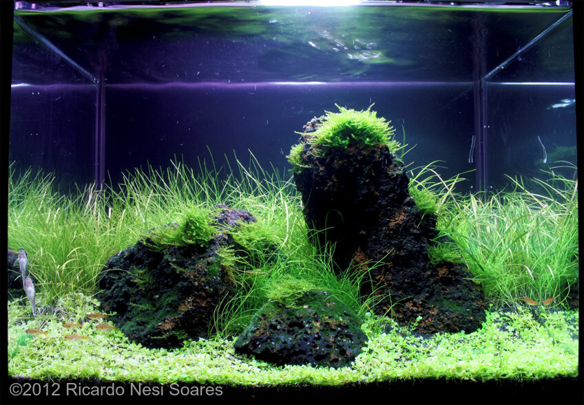 AGA 2012 Aquascaping Contest: #205