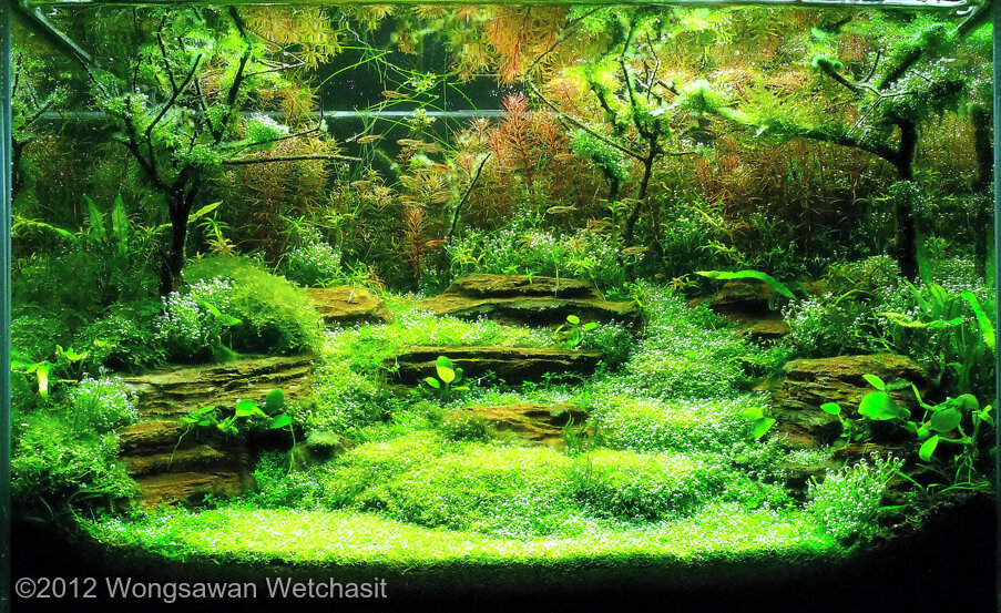 AGA 2012 Aquascaping Contest 209