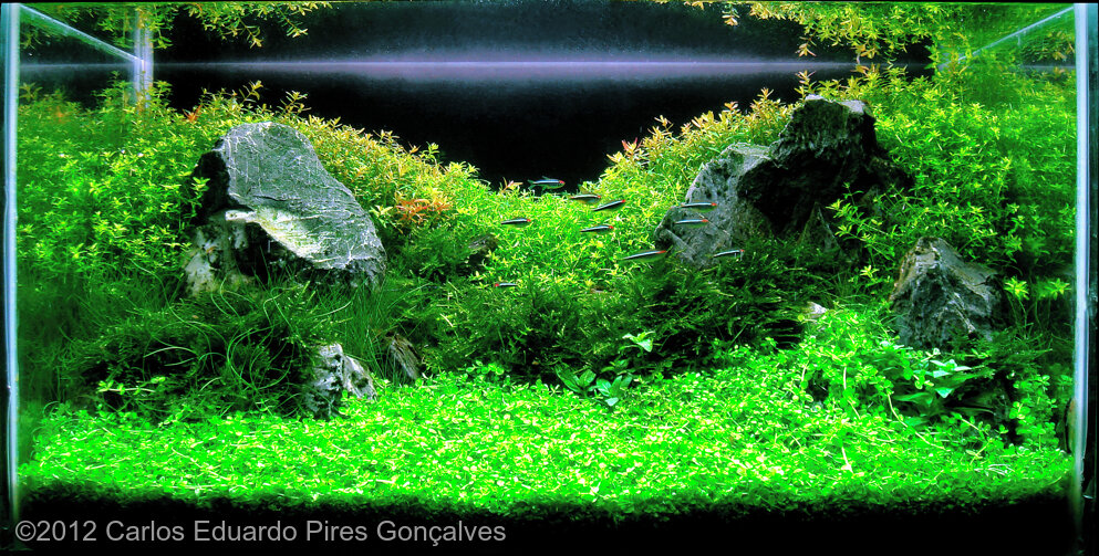 AGA 2012 Aquascaping Contest: #21