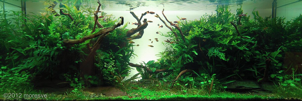 AGA 2012 Aquascaping Contest: #210