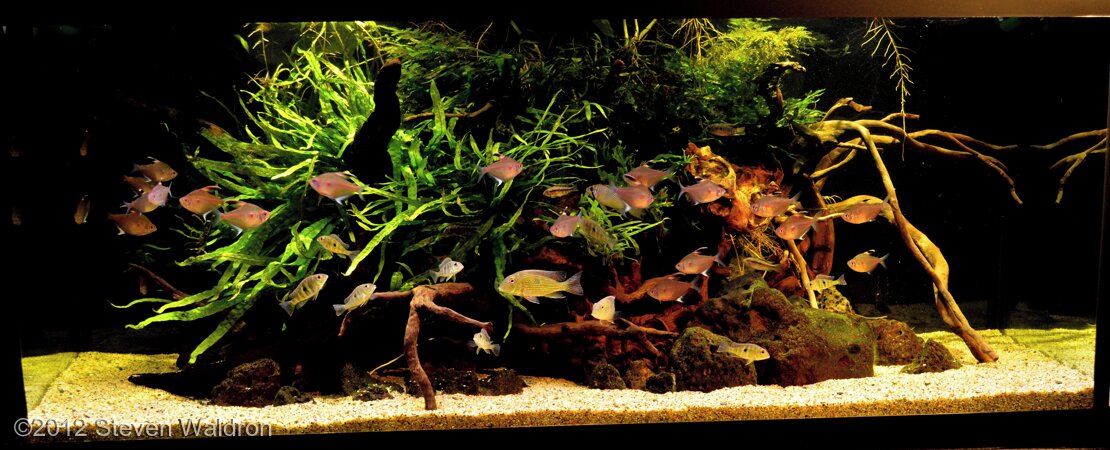 AGA 2012 Aquascaping Contest 214