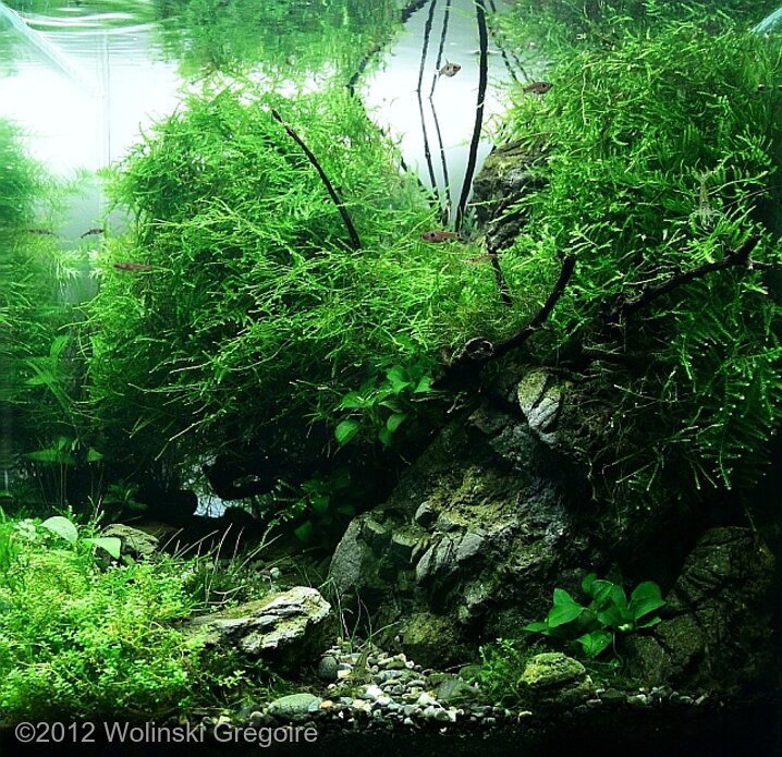 AGA 2012 Aquascaping Contest: #221