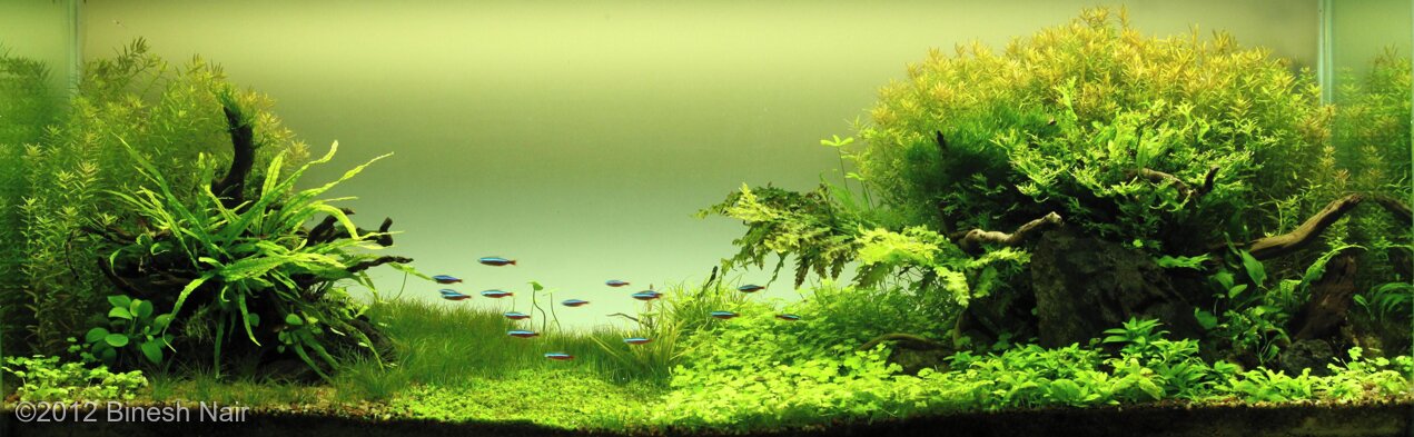 AGA 2012 Aquascaping Contest: #23