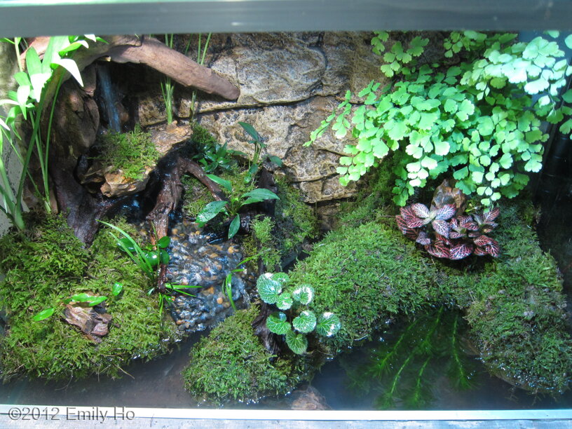 AGA 2012 Aquascaping Contest: #230