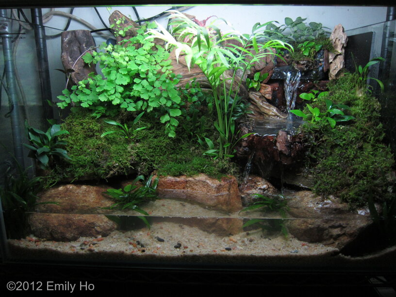 AGA 2012 Aquascaping Contest: #231