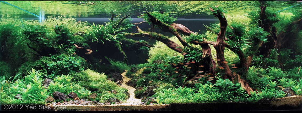 AGA 2012 Aquascaping Contest: #246