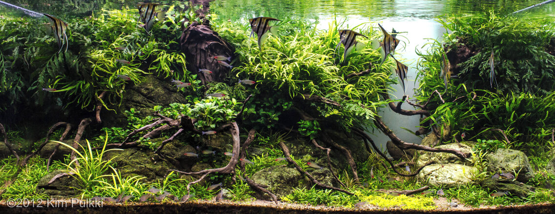 AGA 2012 Aquascaping Contest: #250