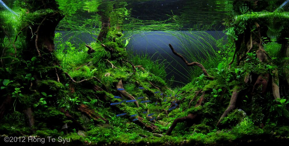 AGA 2012 Aquascaping Contest: #273