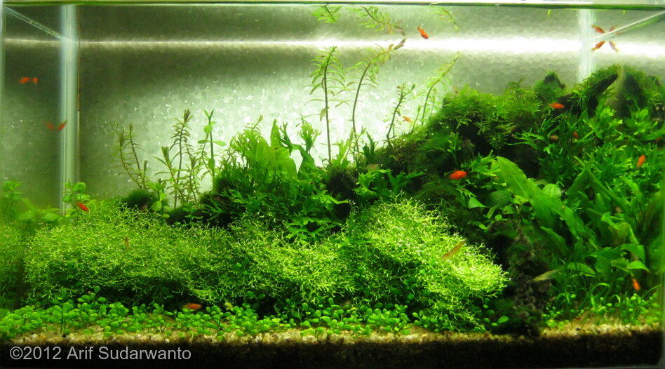 AGA 2012 Aquascaping Contest: #276