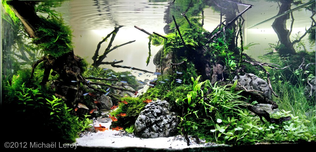 AGA 2012 Aquascaping Contest: #279