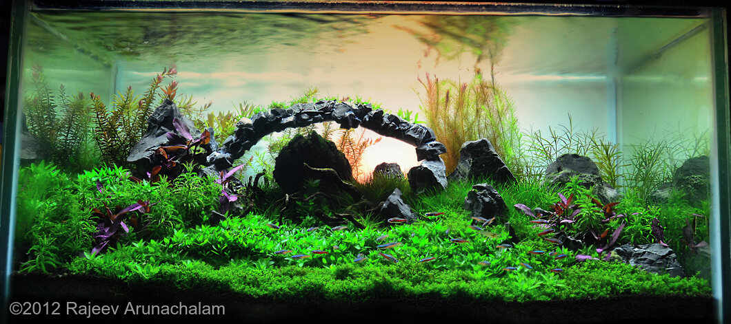 AGA 2012 Aquascaping Contest: #282