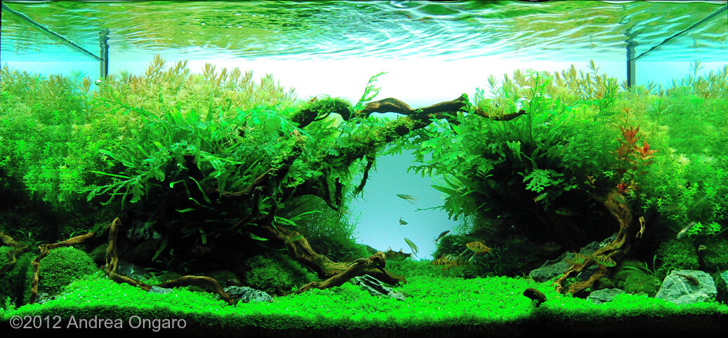 AGA 2012 Aquascaping Contest: #283