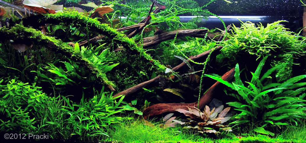 AGA 2012 Aquascaping Contest: #311