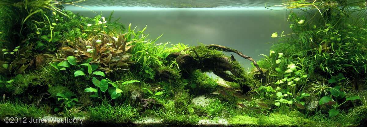 AGA 2012 Aquascaping Contest: #324