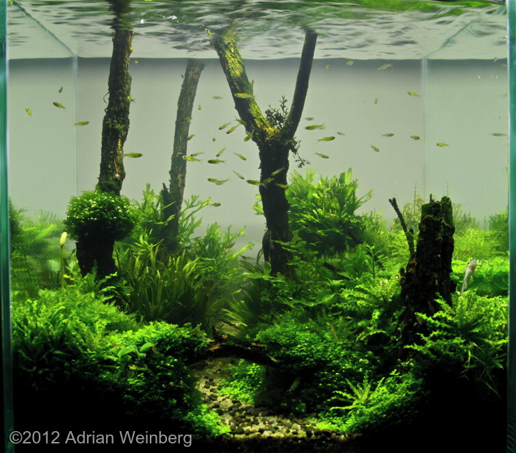 AGA 2012 Aquascaping Contest: #327