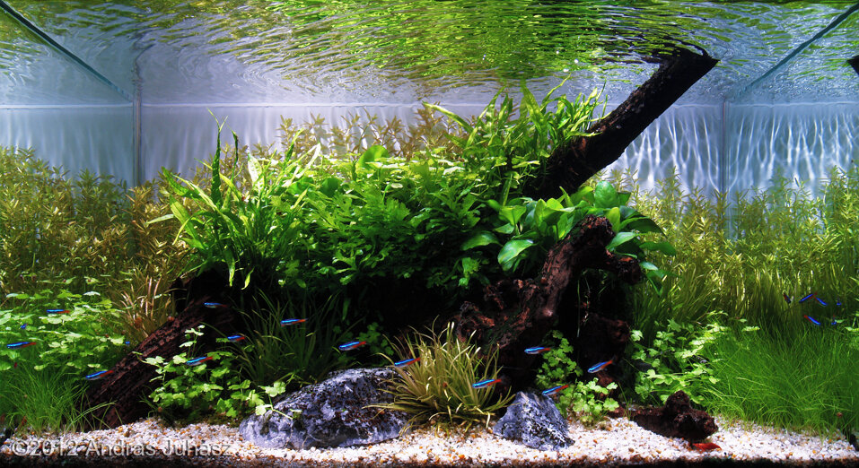 AGA 2012 Aquascaping Contest: #345