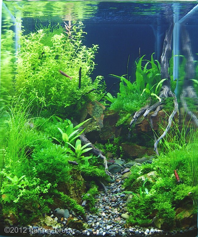 AGA 2012 Aquascaping Contest: #347