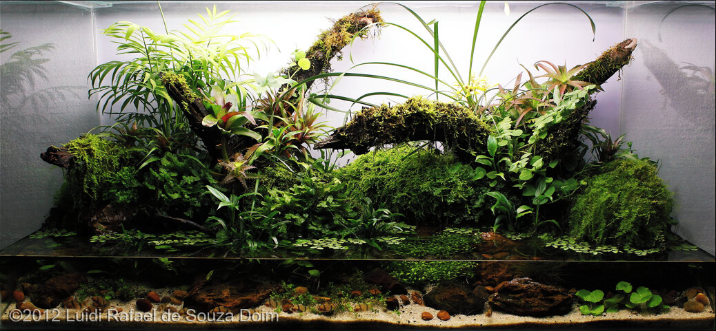 AGA 2012 Aquascaping Contest: #355