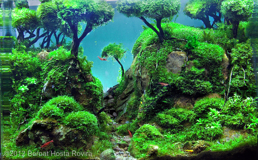 AGA 2012 Aquascaping Contest: #382