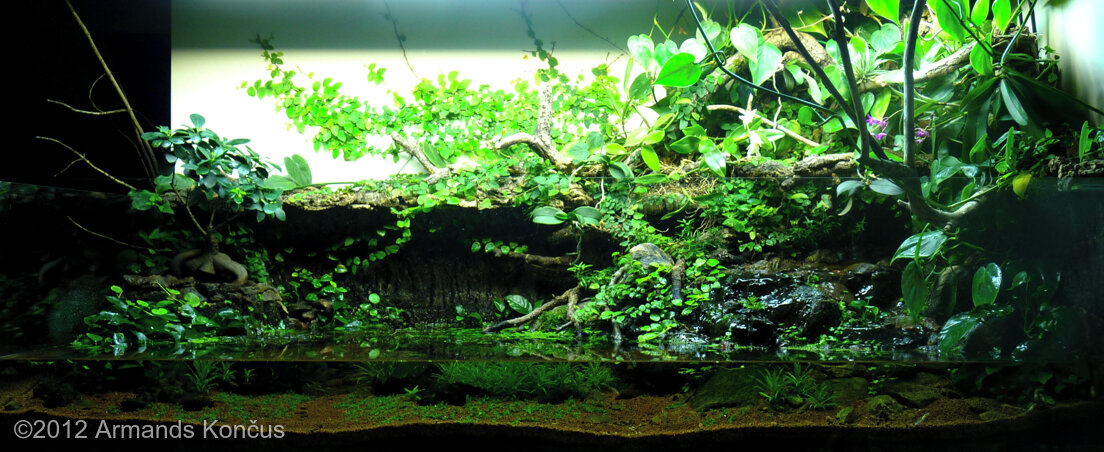 AGA 2012 Aquascaping Contest: #388