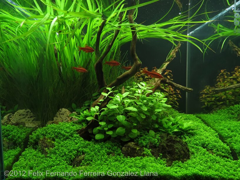 AGA 2012 Aquascaping Contest: #389