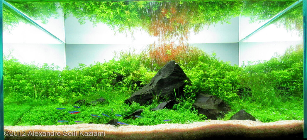 AGA 2012 Aquascaping Contest 40