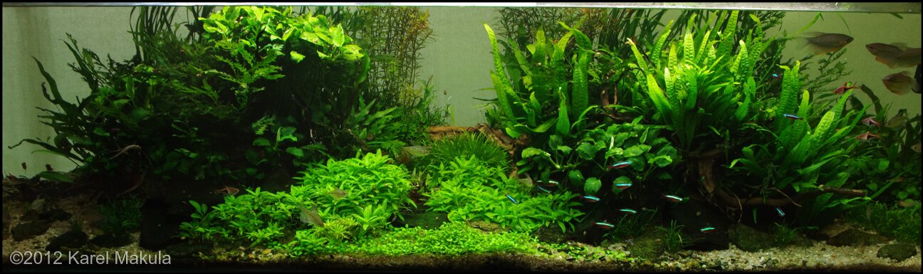 AGA 2012 Aquascaping Contest: #51