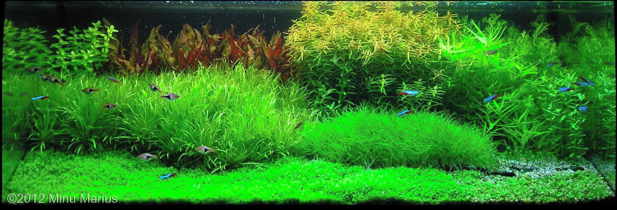 AGA 2012 Aquascaping Contest: #55