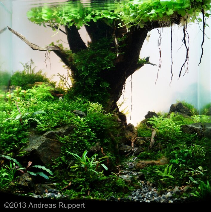 AGA 2013 Aquascaping Contest 10