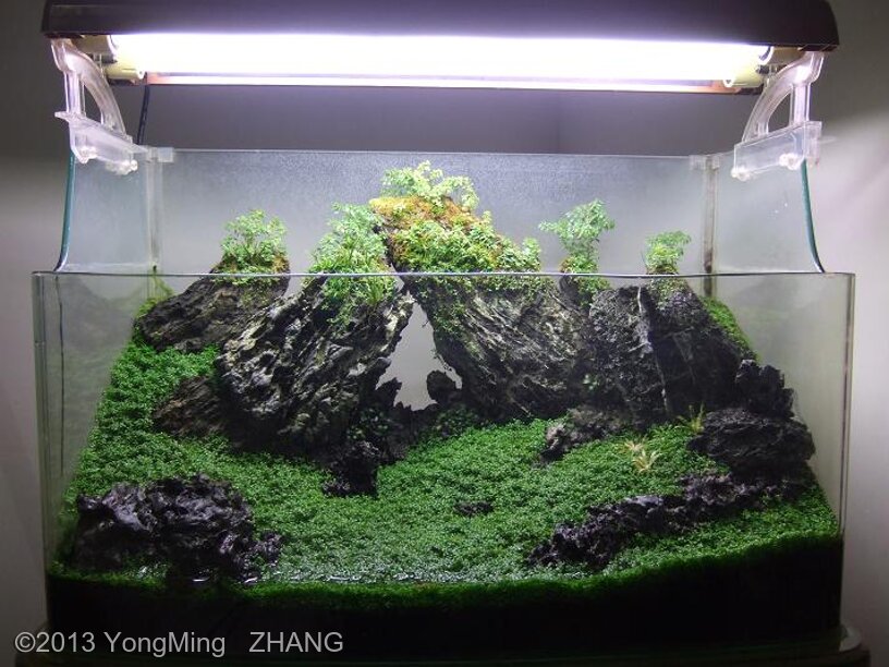 ビカクシダ Oceanbeaw Blue Oceanスポアを販売致します！✨🌱✨ Dwarf tatsuta x Mt