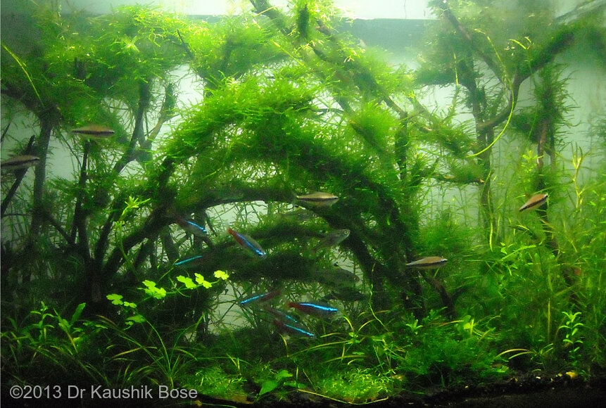 AGA 2013 Aquascaping Contest: #105