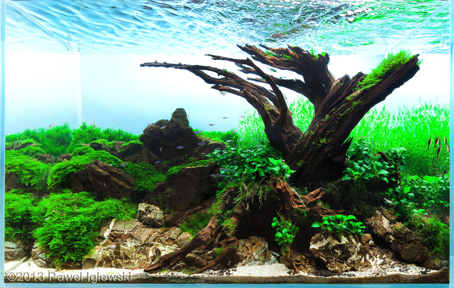 AGA 2013 Aquascaping Contest: #118