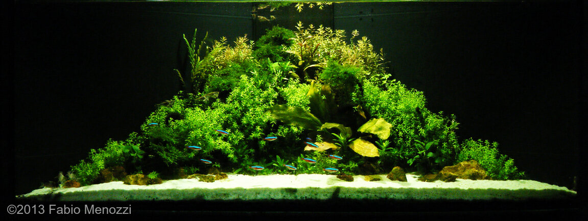 AGA 2013 Aquascaping Contest: #130