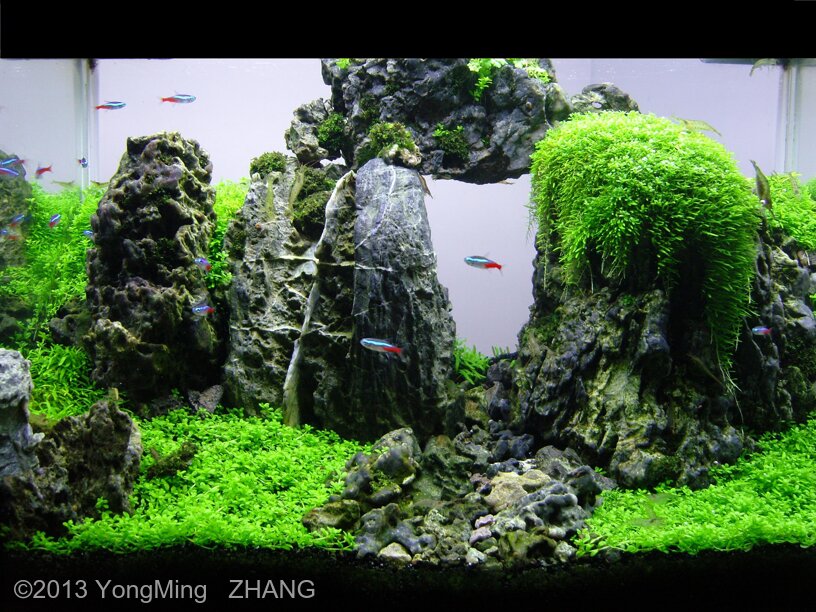 AGA 2013 Aquascaping Contest: #14