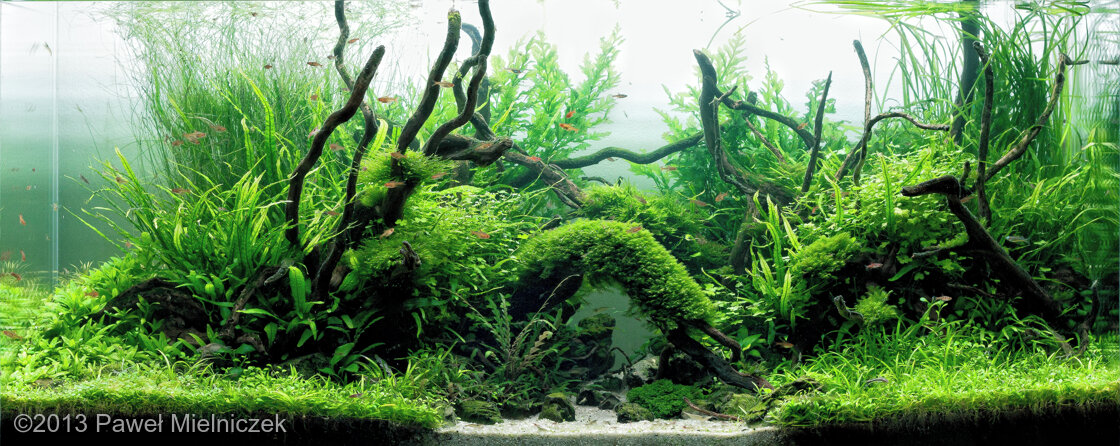 AGA 2013 Aquascaping Contest: #144