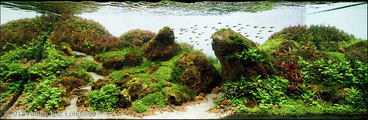 AGA 2013 Aquascaping Contest: #148