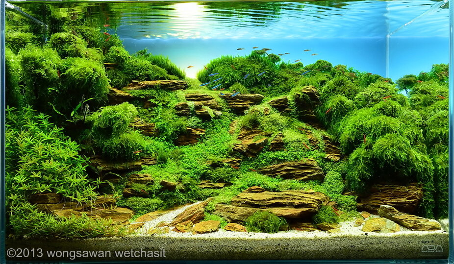 AGA 2013 Aquascaping Contest: #170