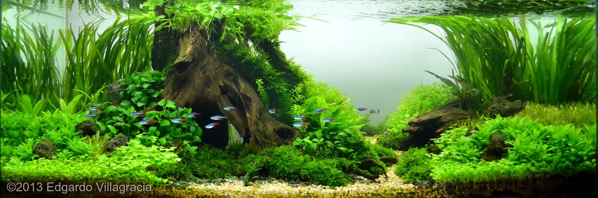 AGA 2013 Aquascaping Contest: #192