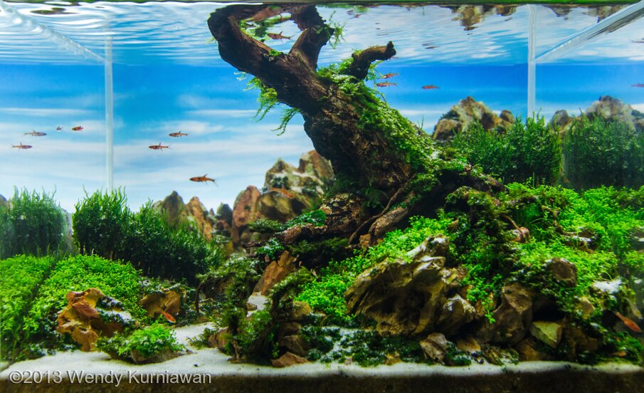 AGA 2013 Aquascaping Contest: #193