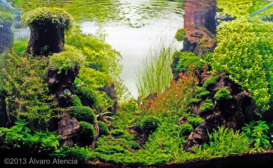 AGA 2013 Aquascaping Contest: #214