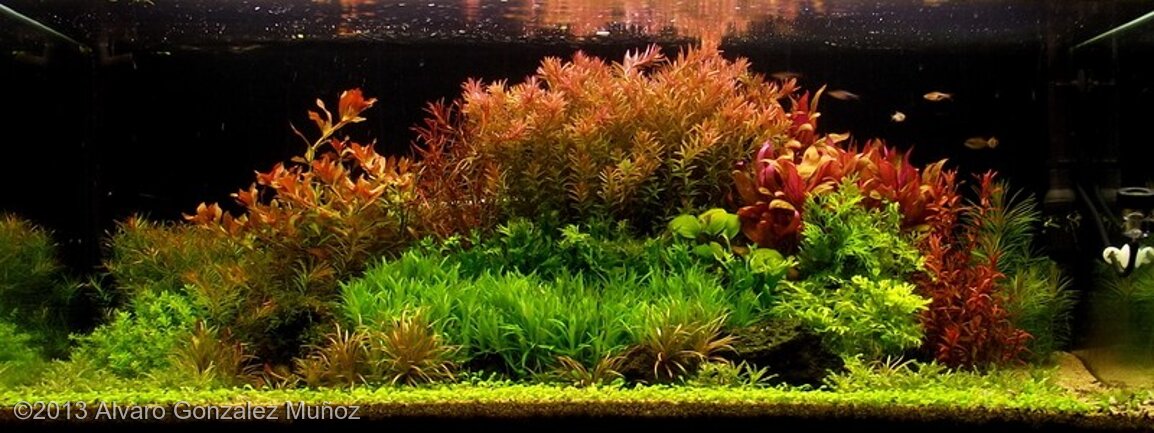 AGA 2013 Aquascaping Contest: #219