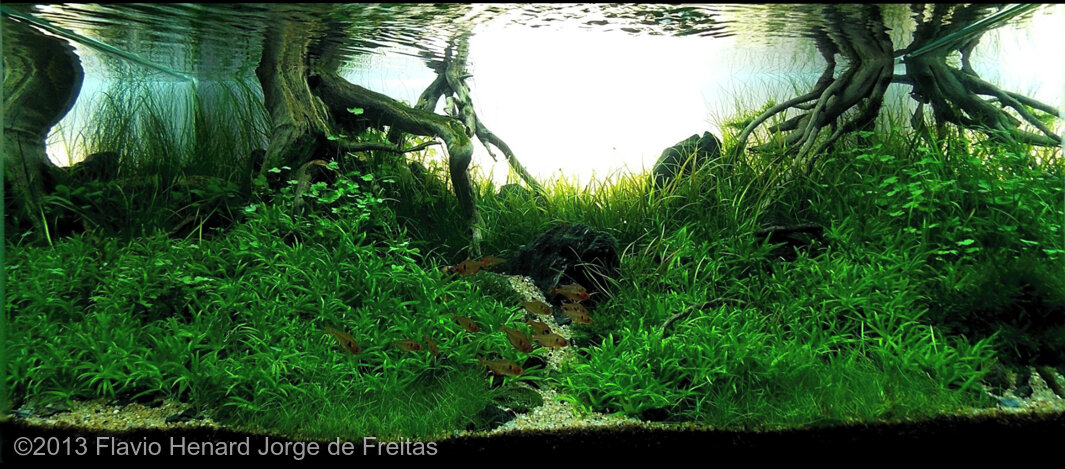 AGA 2013 Aquascaping Contest: #23