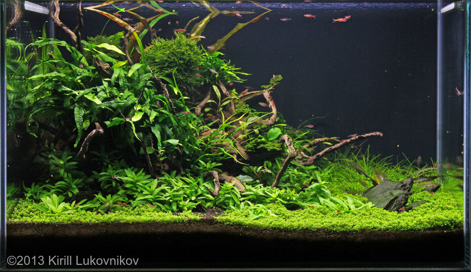 AGA 2013 Aquascaping Contest: #231