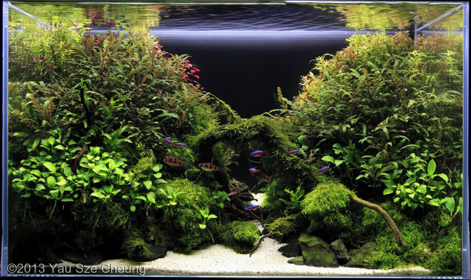 Aga 2013 Aquascaping Contest: #240