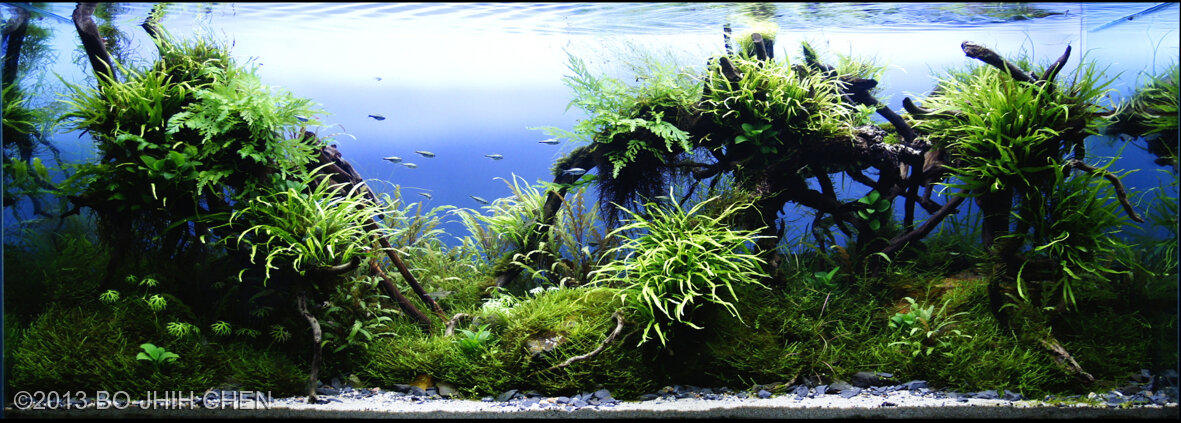 AGA 2013 Aquascaping Contest: #241