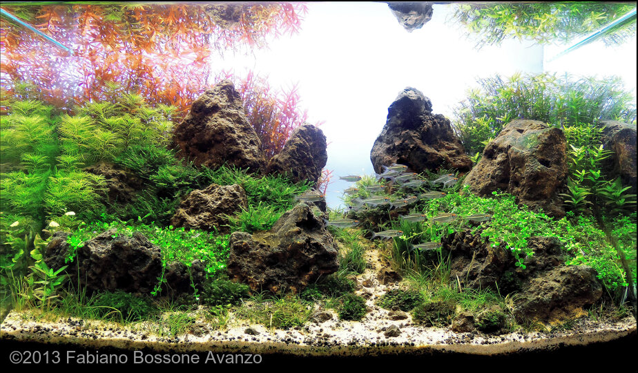 AGA 2013 Aquascaping Contest: #252