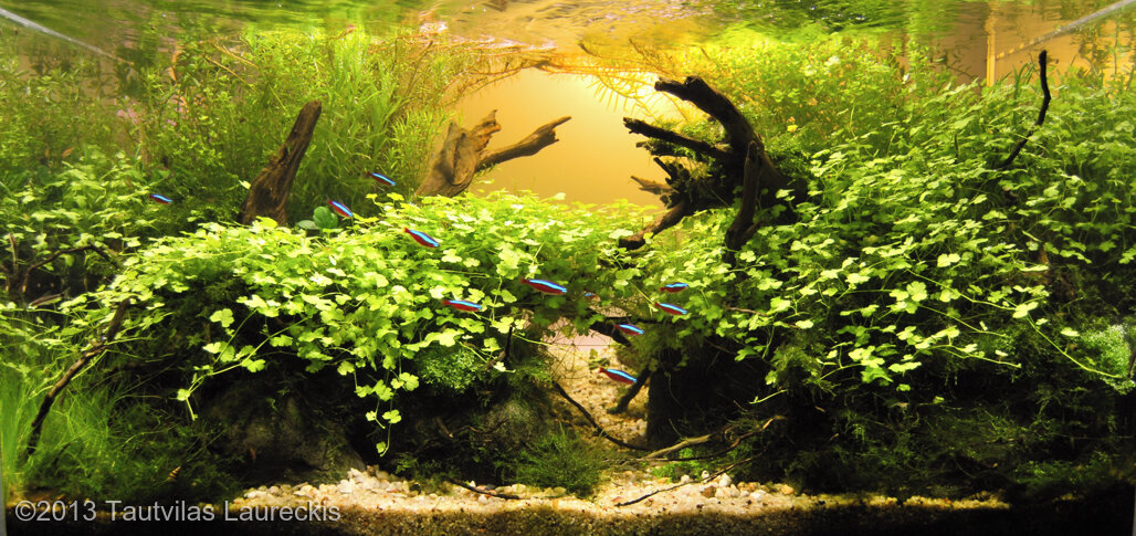 AGA 2013 Aquascaping Contest: #256