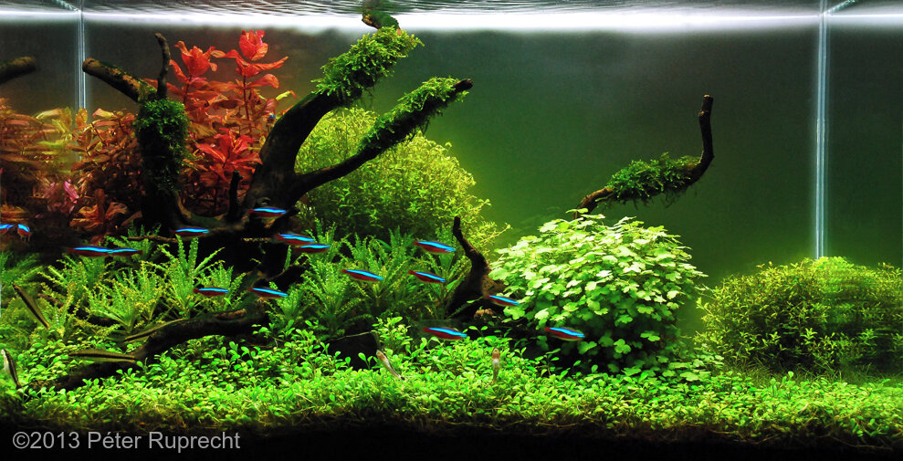 AGA 2013 Aquascaping Contest: #260