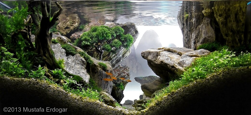 AGA 2013 Aquascaping Contest: #279